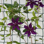Load image into Gallery viewer, Climbing Plant And Fencing Mesh  50Mm  1M X 5M  Brown
