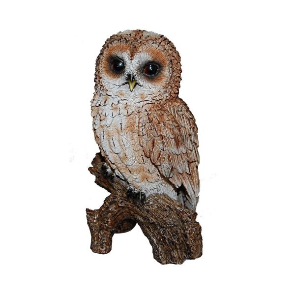 Real Life Tawny Owl F