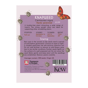 Knapweed - Kew Pollination Collection