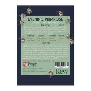 Evening Primrose - Kew Pollination Collection