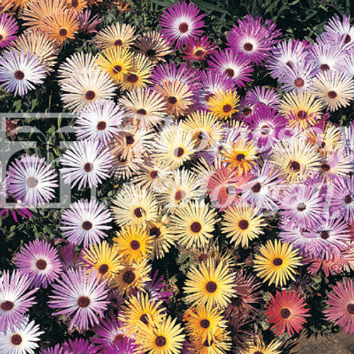 Mesembryanthemum Magic Carpet Mixed F2-A4