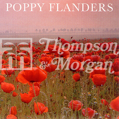 Poppy Flanders  J1-A4