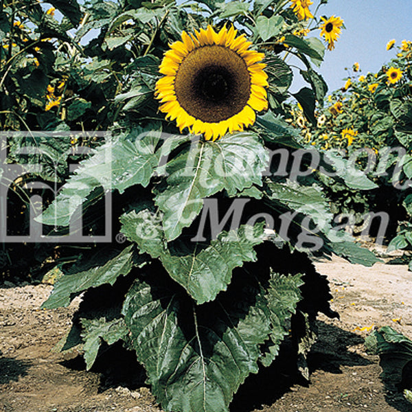 Sunflower Little Dorrit F1 Hybrid F2-M5