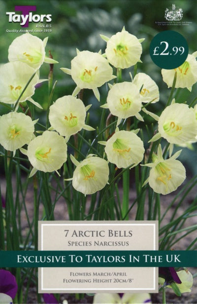 7 Narcissus Arctic Bells 7Up