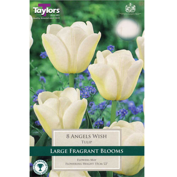 7 Tulip Angels Wish