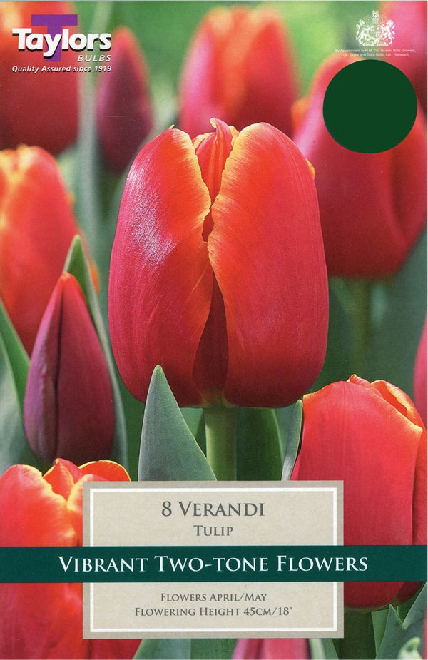 8 Verandi Tulips