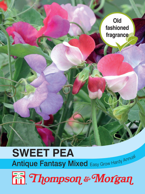 Sweet Pea Antique Fantasy Mixed S9-M3