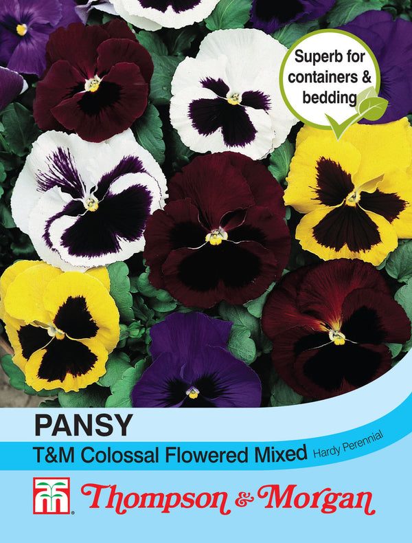 Pansy T&M Colossal Flowered Mixed J7-M3