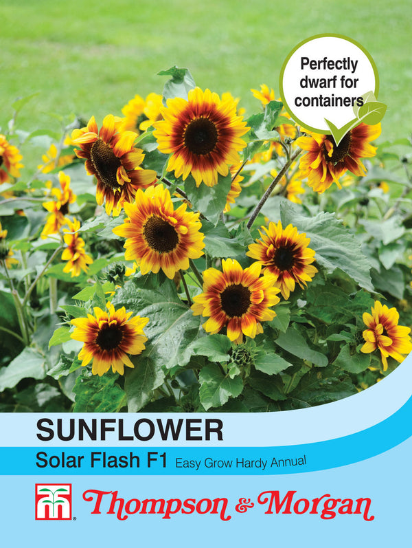 Sunflower Solar Flash F1 Hybrid  F2-M5