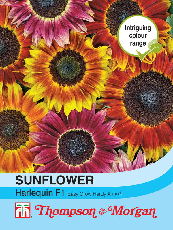 Sunflower Harlequin Mix F1 Hybrid F2-M5