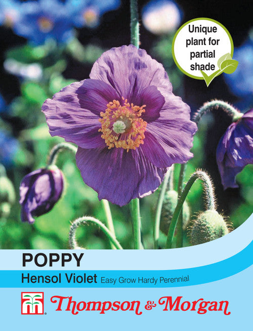 Poppy Hensol Violet J6-M3
