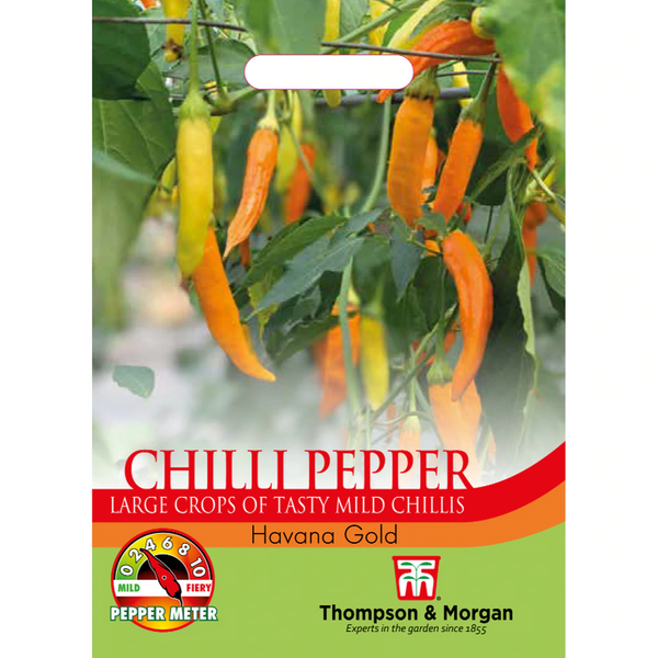 Chilli Pepper (Havana Gold)