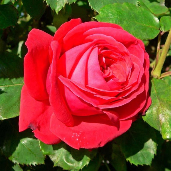 Rosa Dame De Coeur 4.5L 04-Rose, Hybrid Tea