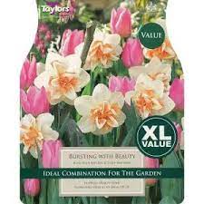15 Bursting With Beauty Narcissi Replete & Tulip Mistress