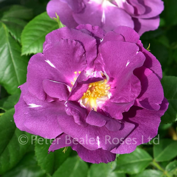 Rosa 'Rhapsody In Blue' ® 4.5L 04-Rose, Floribunda