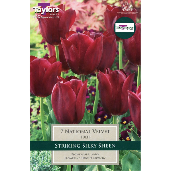 7 National Velvet Tulip