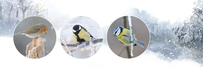 How to care for birds in the winter