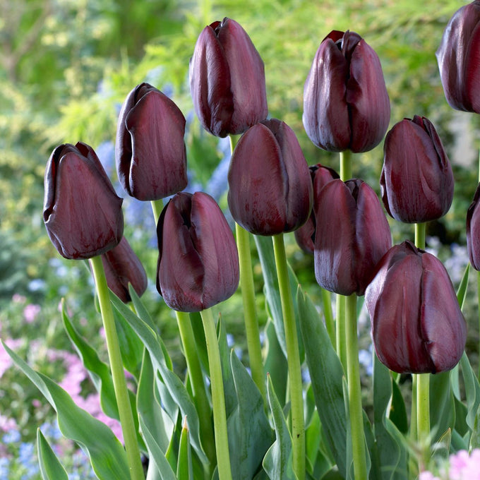 Tulip ‘Queen of the Night’ Bulbs - Image 2
