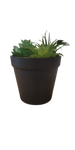 Load image into Gallery viewer, Succulent in pot green - h18,5xd10,5cm
