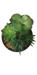 Load image into Gallery viewer, Succulent in pot green - h18,5xd10,5cm
