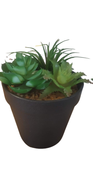 Succulent in pot green - h13xd10,5cm