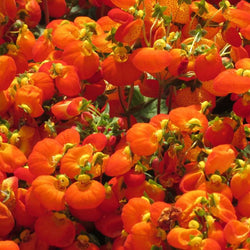 Calceolaria Calynopsis® Orange, 2L