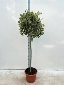 Ilex Aquifolium Argentea Marginata Stam (Stem 60cm ) h120cm
