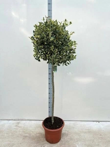 Ilex Aquifolium Argentea Marginata Stam (Stem 60cm ) h120cm - Image 1