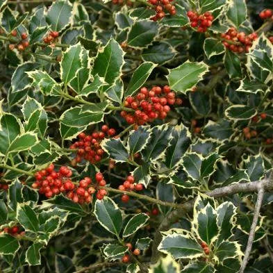 Ilex Aquifolium Argentea Marginata Stam (Stem 60cm ) h120cm - Image 2