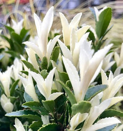 Euonymus Paloma Blanca plant with variegated white and green leaves, available at Keans Claremorris.