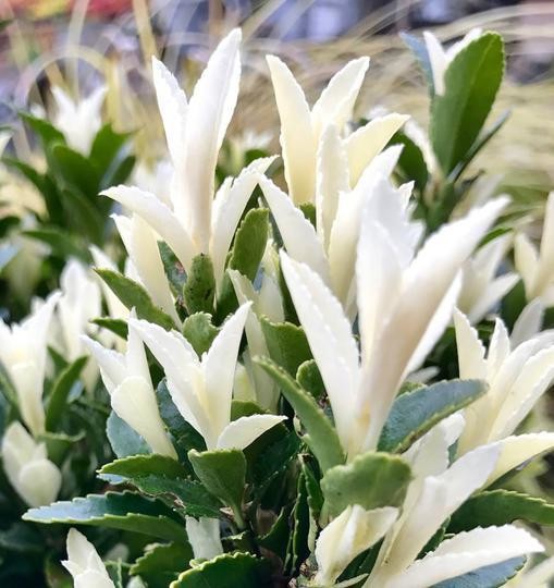 Euonymus Paloma Blanca plant with variegated white and green leaves, available at Keans Claremorris.