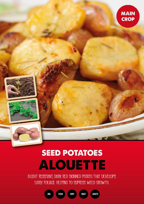 Main Crop Alouette Seed Potatoes 2kg, red skin, yellow flesh, blight resistant, versatile cooking – Keans Claremorris