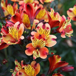 Alstroemeria 'Indian Summer', 2L