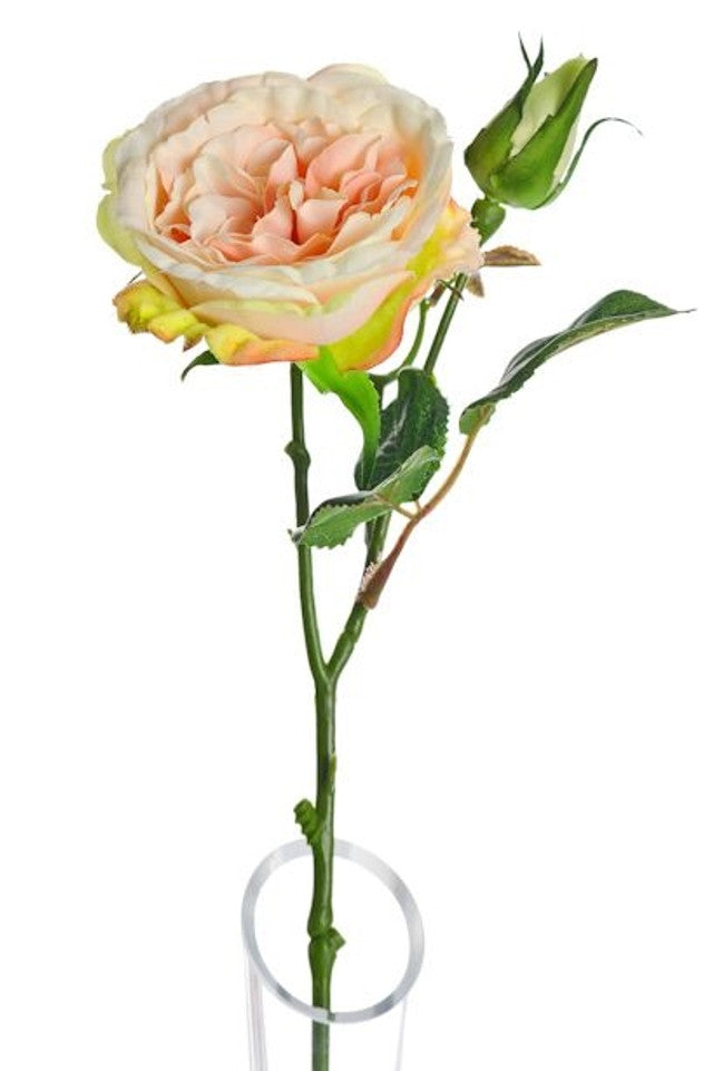 Single Lydia Cabbage Rose Spray in peach with green leaves and a bud in a clear vase against white background.