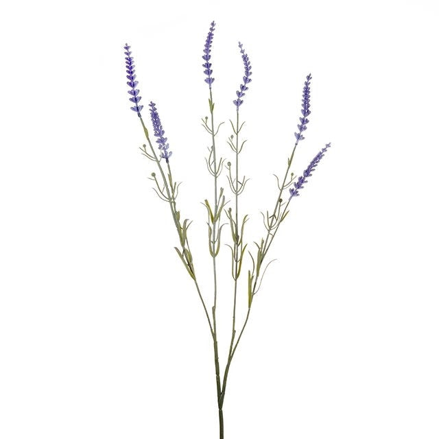 Dark blue lavender spray with five tall stems and green leaves on white background.
