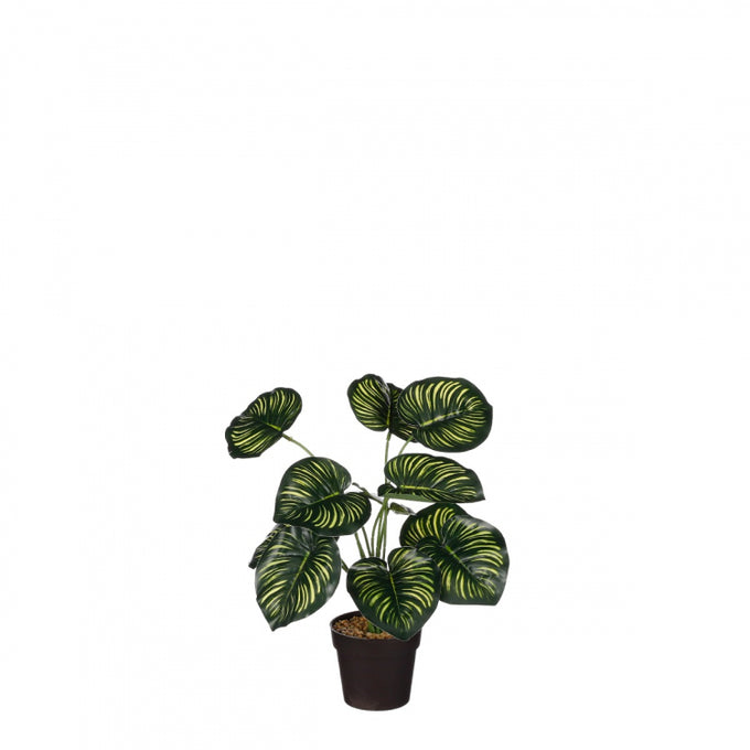 Calathea in pot green - h40xd35cm - Image 1