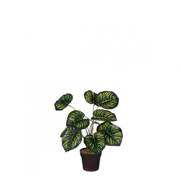 Artificial Calathea plant with large green leaves and yellow veins in a black pot, 40cm tall.