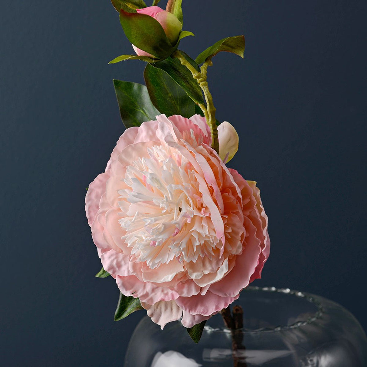 Close-up of a soft pink 60cm peony flower with green leaves in a clear glass vase against a dark background