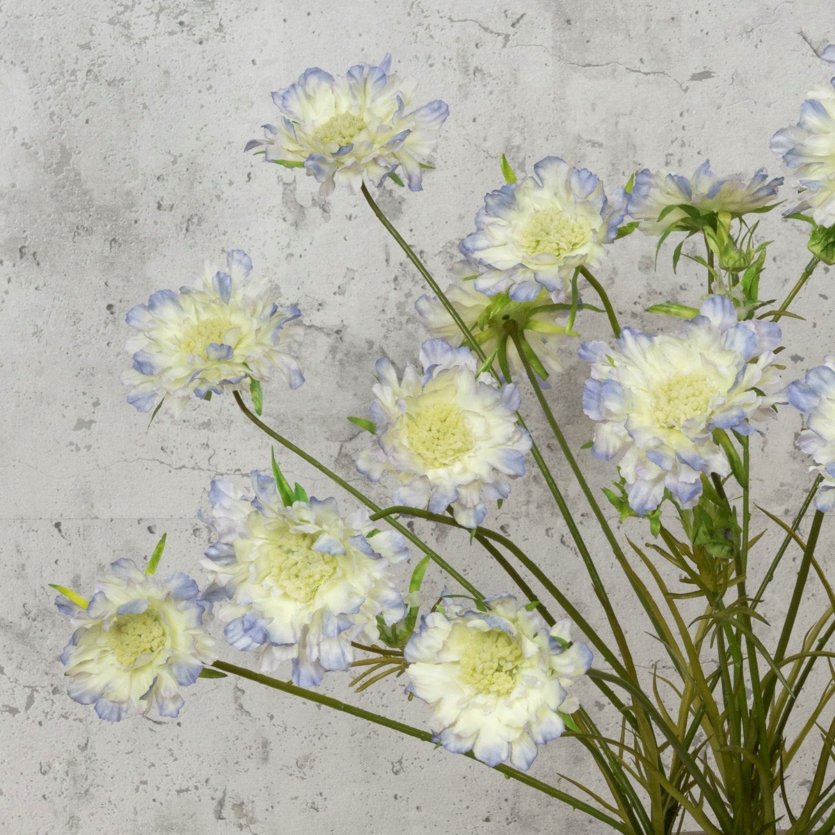 Scabiosa Spray with pale yellow flowers edged in light blue on green stems against a gray textured background