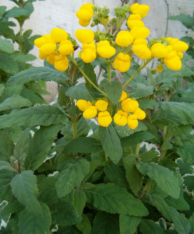 Calceolaria Calynopsis® Yellow, 2L - Image 2
