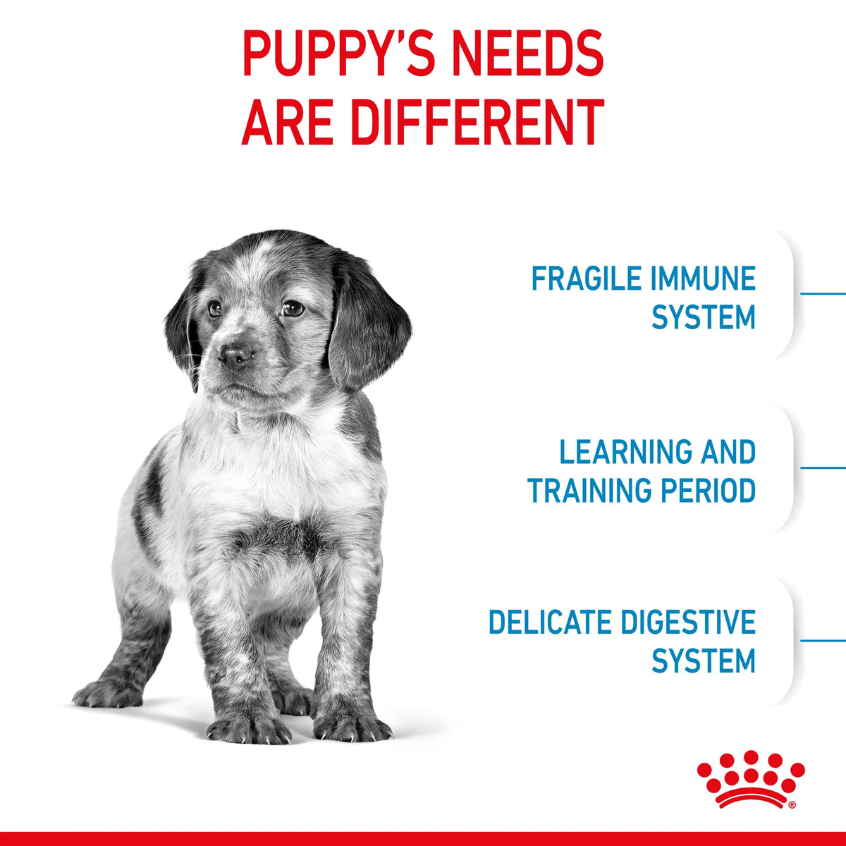 Black and white puppy with text highlighting puppy's needs and Royal Canin logo on white background
