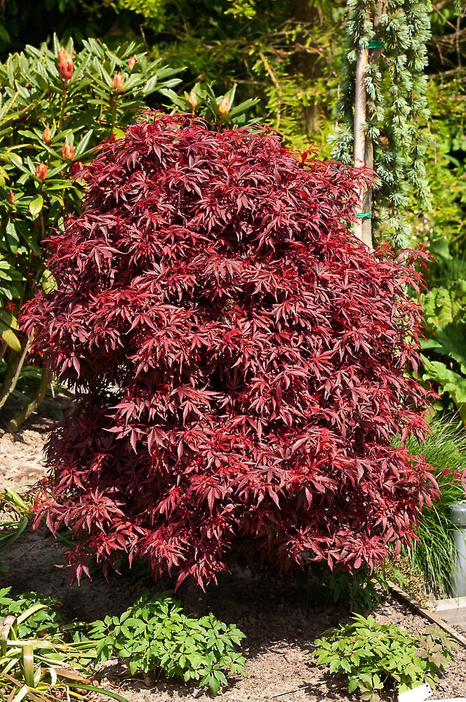 Acer palmatum mix Japanese maple tree with vibrant foliage, available at Keans Claremorris.