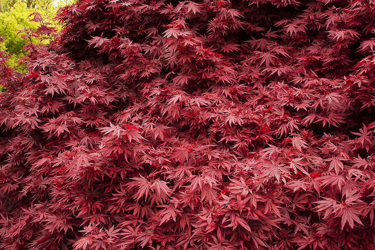 Acer palmatum mix Japanese maple tree with vibrant foliage, available at Keans Claremorris.