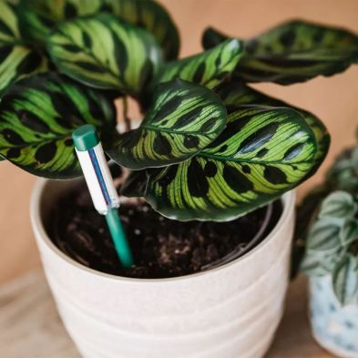 Westland Watering Indicator inserted in soil of a potted plant with green patterned leaves.