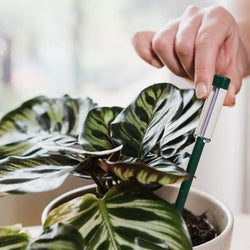 Westland Watering Indicator