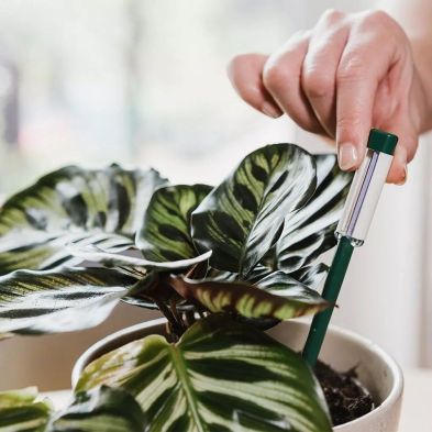 Hand inserting Westland Watering Indicator into soil of a potted plant with large green leaves.