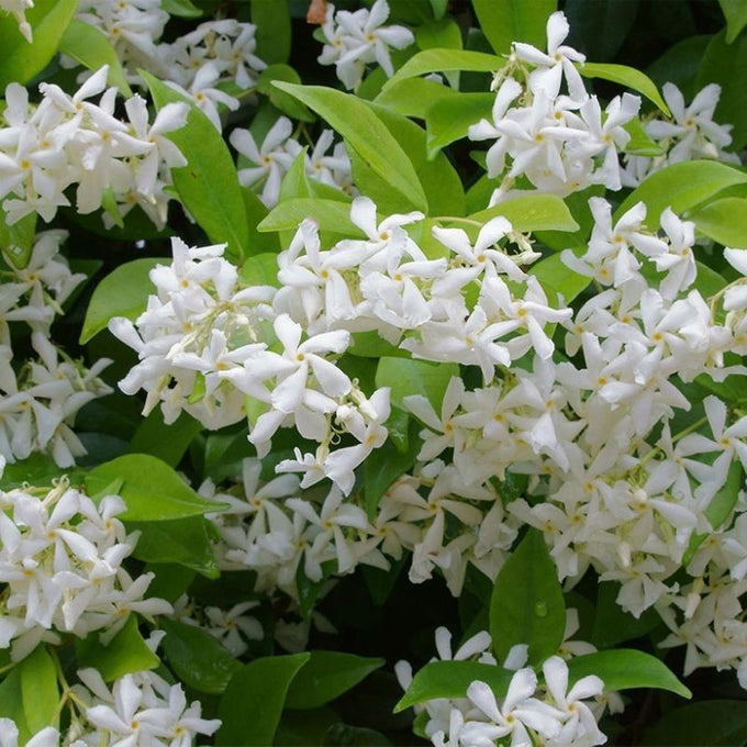 Trachelospermum Jasminoides Arch Diameter 40cm H250 p35 - Image 2