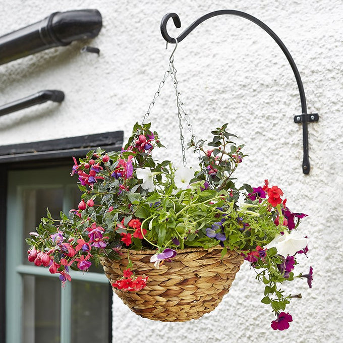 14'' Hyacinth Hanging Basket Keans Claremorris