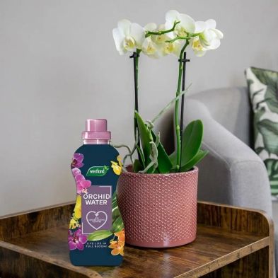 Westland Orchid Water 720ml bottle next to a white orchid plant in a pink textured pot on a wooden table.
