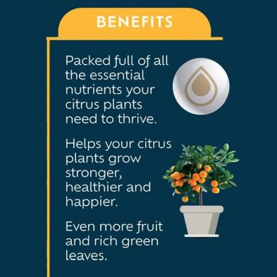 Westland Citrus Feed Concentrate 200ml plant food for healthy citrus plants | Available at Keans Claremorris